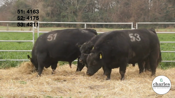Lote TOROS PUROS CONTROLADOS