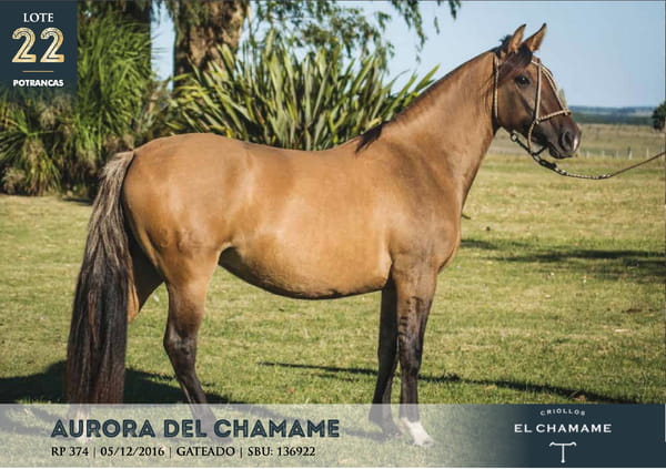 Lote AURORA DEL CHAMAME