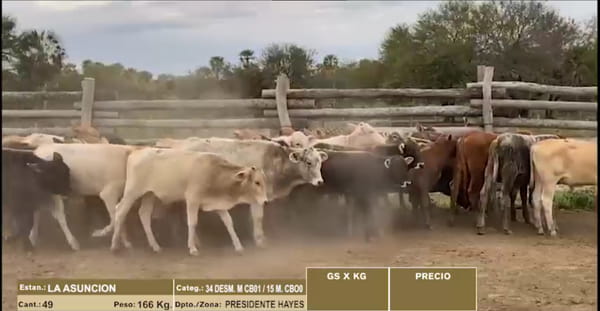 Lote 22º Entre Martillos - Lote 10