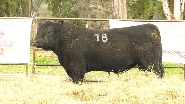 Lote TOROS ANGUS NEGROS  PC
