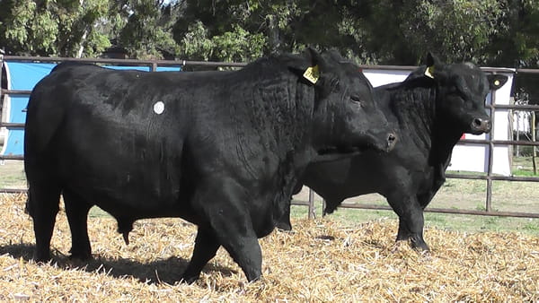 Lote TOROS ANGUS PURO DE PEDIGREE