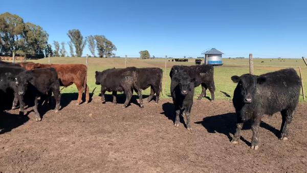 Lote 139 Novillitos en Tres Arroyos, Buenos Aires