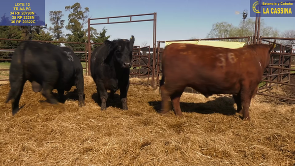 Lote TOROS ANGUS PURO CONTROLADO