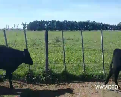 Lote 65 Terneros en Monte, Buenos Aires