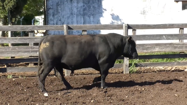 Lote Toro 3 Años