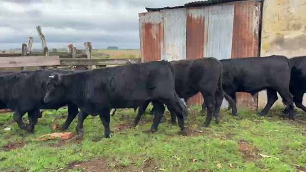 Lote NOVILLOS 1 a 2 AÑOS