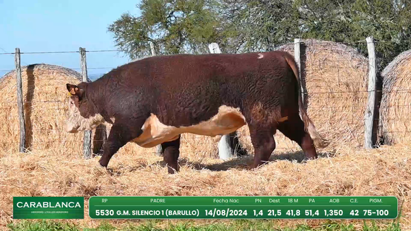Lote Hereford Morixe