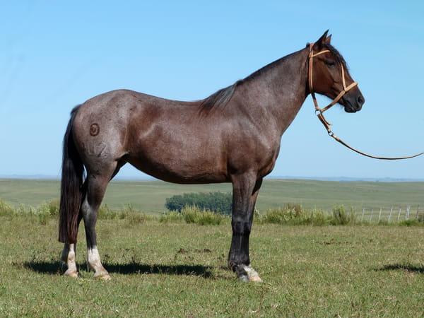 Lote Dulcinea Salpay