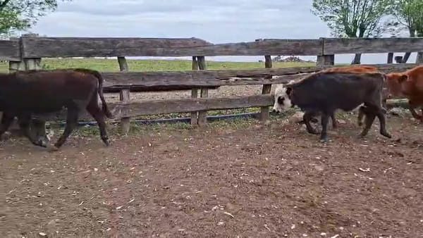 Lote TERNERAS