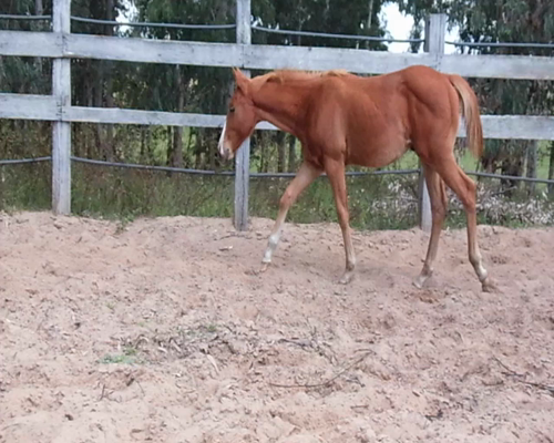 Lote REPUBLICANO LAKE MR