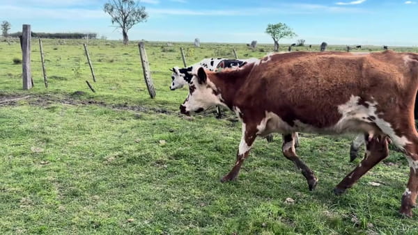 Vacas Entoradas