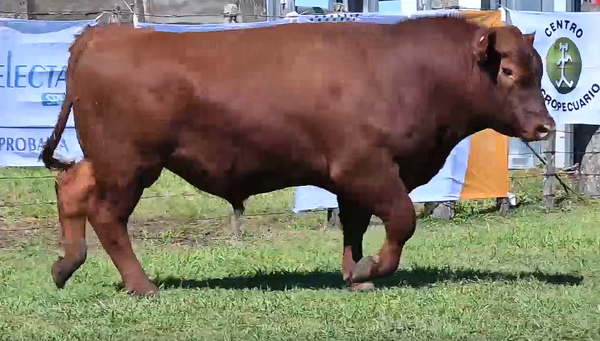 Lote TOROS 2 AÑOS RP 9987 972 967