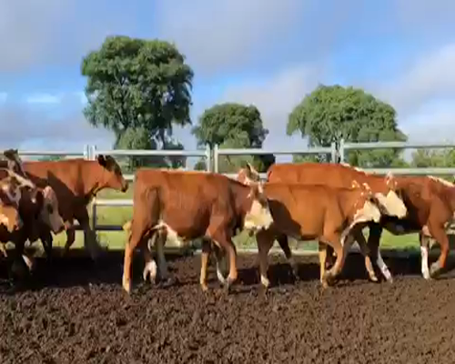 Lote 77 Terneros/as en Bonpland, Corrientes