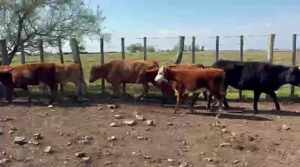 Lote TERNERAS