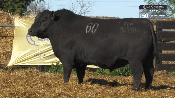 60 40190N — TOROS ANGUS PURO CONTROLADO