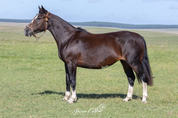 Lote Reina De Los Recuerdos