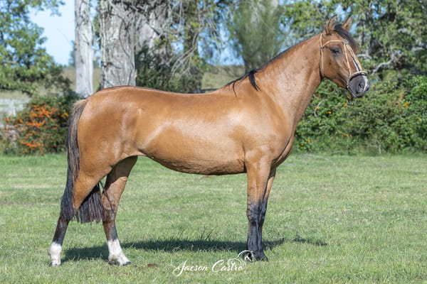 Lote Iluminada De Los Recuerdos