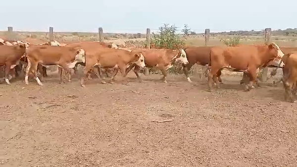 Lote 325 Novillitos en J.J. Castelli, Chaco