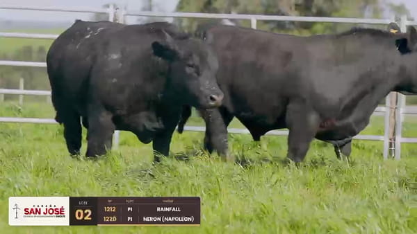Lote Lote 02
