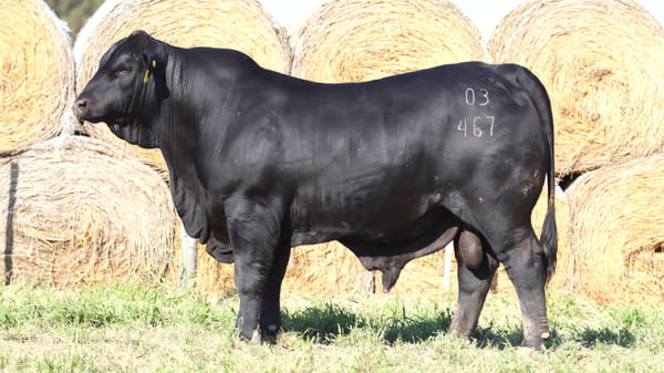 Lote LOTE 37