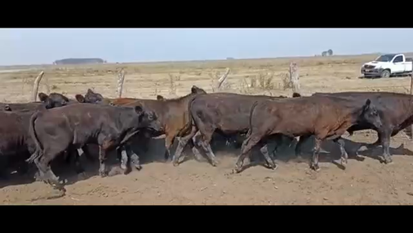 Lote 100 Terneros en San Salvador, Entre Ríos