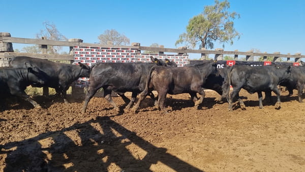 Lote Vaquillas Preñadas CBO 0