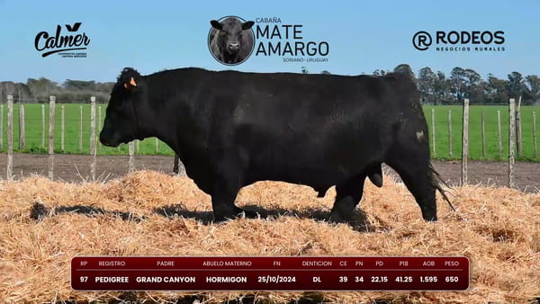 Lote RP 97 PI
