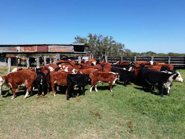 Lote 75 Terneros/as en Federal, Entre Ríos