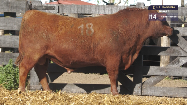 18 40860C — TOROS ANGUS PURO CONTROLADO