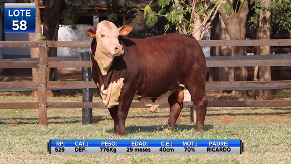 Lote TOROS BRAFORD  -LOTE 58