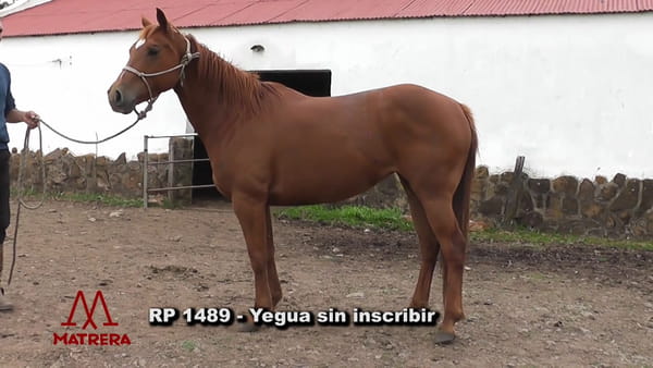 Lote 1489