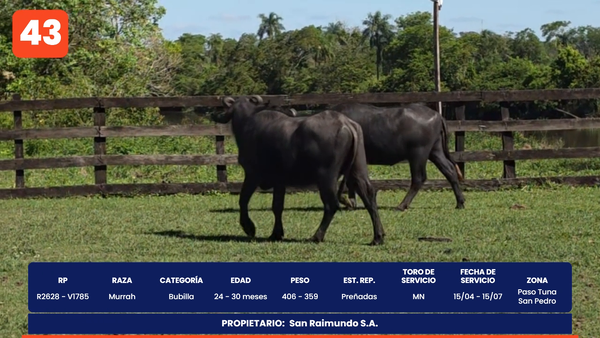 Lote LOTE 43