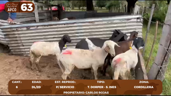 Lote LOTE 63 -POR PANTALLA