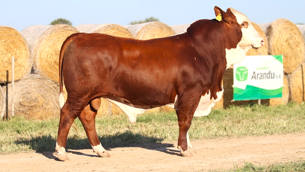 Lote LOTE 69