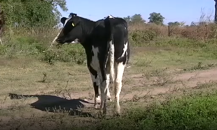 Lote 10 terneras en Santo Tomé, Santa Fe