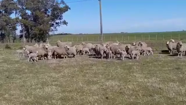 Lote (Vendido)50 Mixto en AGRACIADA