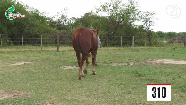 Lote Cuarto de Milla