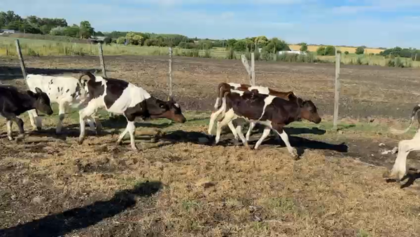 Lote TERNEROS