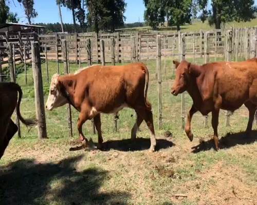 Lote 34 Novillos en Cerro Largo, Cerro Largo