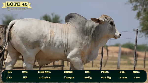Lote LOTE 40