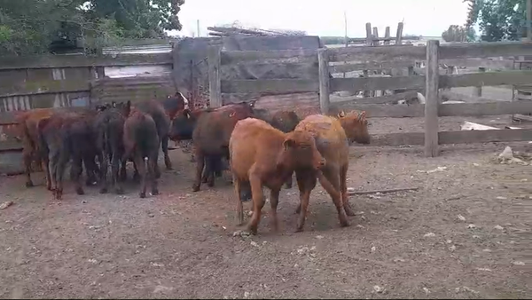 Lote (Vendido)11 Terneros y Terneras ANGUS 175kg -  en COLONIA BELGRANO