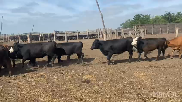 Lote 60 Vaquillonas en Chascomús, Buenos Aires