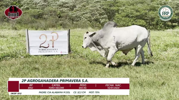 Lote TORO NELORE