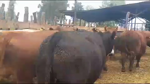 Lote 45 Novillo Gordo en Linares, VII  Región Maule