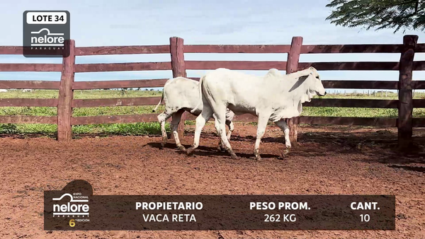 Lote LOTE 34