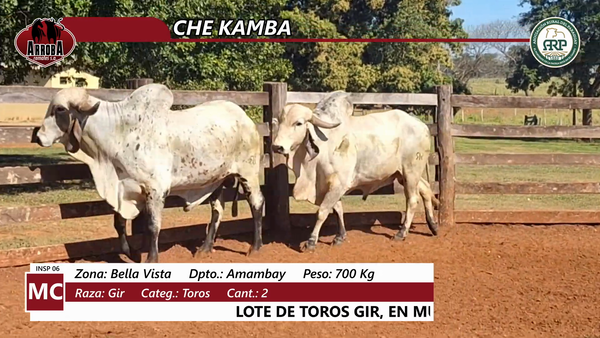 Lote CHE KAMBA