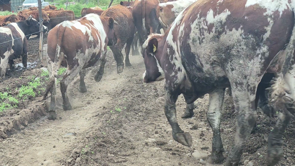 Lote 45 Novillo Gordo en Linares, VII  Región Maule