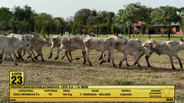 Lote LOTE 23