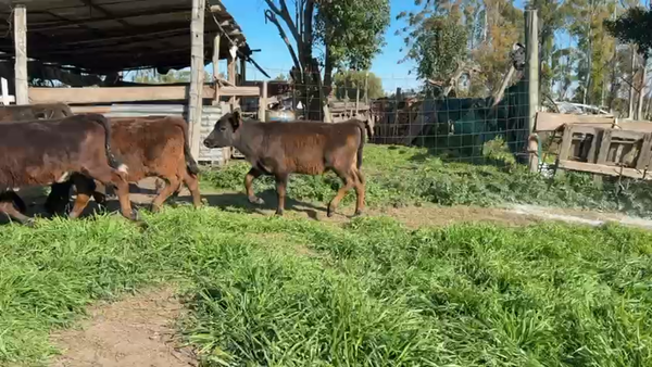 Lote TERNEROS