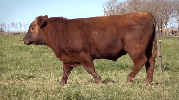 Lote Toros PP y PC a campo con DEPs